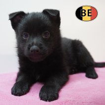 Schipperke 21-07-2026 F (BE7538) 16-09-2026.JPG