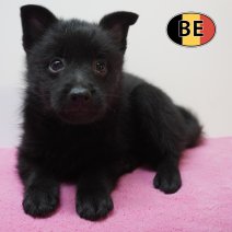Schipperke 21-07-2026 F (BE7542) 16-09-2026.JPG