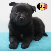Schipperke 21-07-2026 M (BE7434) 16-09-2026.JPG