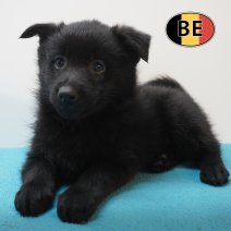 Schipperke 21-07-2026 M (BE7437) 16-09-2026.JPG