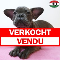 X Franse Bulldog 11-04-26 F(HU6054) 09-08-26 verkocht - vendu.jpg