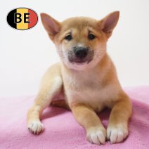 Shiba Inu 10-07-2026 F (BE7607) 16-09-2026.JPG
