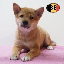Shiba Inu 10-07-2026 F (BE7611) 16-09-2026.JPG