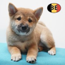 Shiba Inu 10-07-2026 M (BE7428) 16-09-2026.JPG