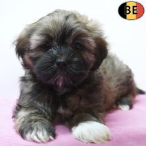 Lhasa Apso 20-07-26 F(BE7478) 16-09-26.jpg