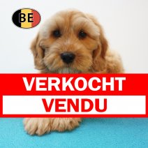 X Cockapoo 08-07-26 M (BE7476) 10-09-26 verkocht - vendu.jpg