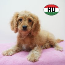 Cavapoo 01-06-2026 F (HU6183) 16-09-2026.JPG