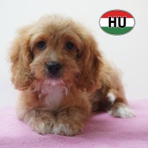 Cavapoo 01-06-2026 F (HU6184) 16-09-2026.JPG