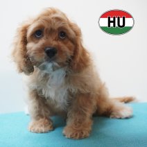 Cavapoo 01-06-2026 F (HU7981) 16-09-2026.JPG