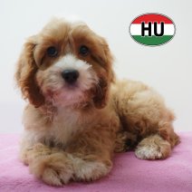 Cavapoo 31-05-2026 F (HU6177) 16-09-2026.JPG