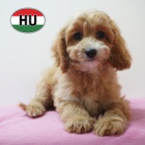 Cavapoo 31-05-2026 F (HU6178) 16-09-2026.JPG