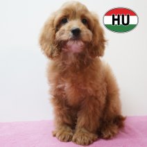 Cavapoo 31-05-2026 F (HU61786) 16-09-2026.JPG