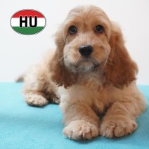 Cavapoo 31-05-2026 M (HU6172) 16-09-2026.JPG