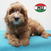 Cavapoo 31-05-2026 M (HU6173) 16-09-2026.JPG