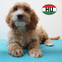 Cavapoo 31-05-2026 M (HU6174) 16-09-2026.JPG