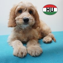 Cavapoo 31-05-2026 M (HU6175) 16-09-2026.JPG