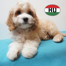 Cavapoo 31-05-2026 M (HU61741) 16-09-2026.JPG
