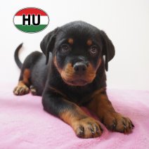 Rottweiler 01-06-2026 F (HU6180) 16-09-2026.JPG