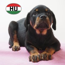 Rottweiler 01-06-2026 F (HU6181) 16-09-2026.JPG