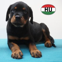 Rottweiler 01-06-2026 M (HU6179) 16-09-2026.JPG