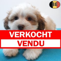 Havanezer 15-07-26 M(BE2548) 10-09-26 verkocht - vendu .jpg