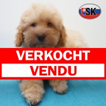 Poedel 27-04-26 M(SK6375) 05-09-26 verkocht - vendu.jpg