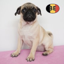 Mops 12-05-2026 F (BE0546) 28-08-26.JPG