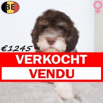 Lagotto Romagnolo 10-05-2026 F(BE5598) 17-08-26 verkocht - vendu.jpg