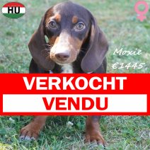 Teckel Moxie 05-03-2026 F(HU7817) 02-08-26 verkocht - vendu.jpg