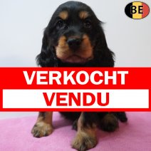Engelse Cocker 15-07-26 F(BE3744) 09-09-26 verkocht - vendu.jpg