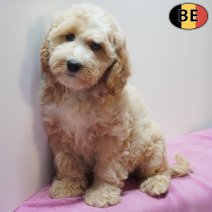 Cockapoo 07-07-26 F(BE7480) 18-09-26.jpg