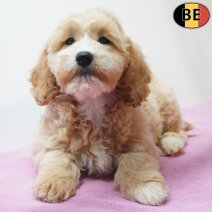 Cockapoo 07-07-26 F(BE7460) 18-09-26.jpg