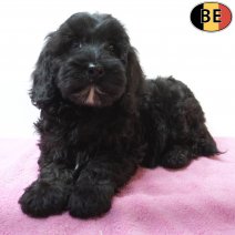 Cockapoo 07-07-26 F(BE7602) 18-09-26.jpg