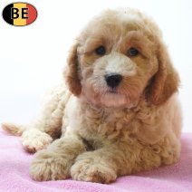 Cockapoo 07-07-26 F(BE7473) 18-09-26.jpg