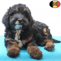 Cockapoo 07-07-26 M(BE7529) 18-09-26.jpg