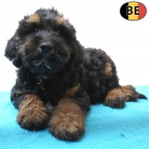 Cockapoo 07-07-26 M(BE7452) 18-09-26.jpg
