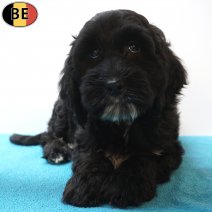 Cockapoo 07-07-26 M(BE7461) 18-09-26.jpg