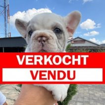 Franse Bulldog beschikbaar einde oktober F merle (HU) Verkocht - Vendu.jpg