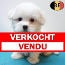 Maltezer 26-06-26 M(BE5714) 10-09-26 Verkocht - Vendu.jpg