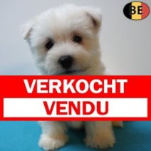 West Highland White Terrier 13-07-26 M(BE7495) 09-09-26 Verkocht - Vendu.jpg