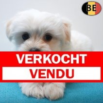 Havanezer 15-07-26 M(BE1005) 10-09-26 Verkocht - Vendu.jpg