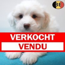 Havanezer 15-07-26 M(BE3107) 10-09-26 Verkocht - Vendu.jpg