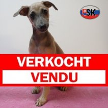 Italiaanse windhond 05-05-26 F(SK3469) 03-09-26 Verkocht - Vendu.jpg