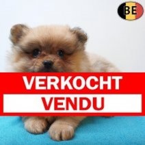 Keesje 12-07-26 M(BE7624) 09-09-26 Verkocht - Vendu.jpg