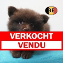 Keesje 15-07-26 M (BE2814) 10-09-26 Verkocht - Vendu.jpg
