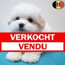 Maltezer 26-06-26 M(BE9597) 10-09-26 Verkocht - Vendu.jpg