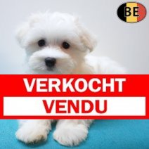 Maltezer 26-06-26 M(BE9807) 10-09-26 Verkocht - Vendu.jpg