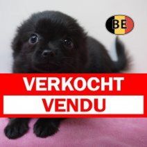 type XChihuahua 01-07-26 F (BE3016) 10-09-26 Verkocht - Vendu.jpg