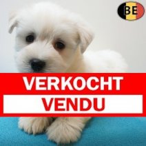 West Highland White Terrier 12-07-26 M(BE7528) 09-09-26 Verkocht - Vendu.jpg
