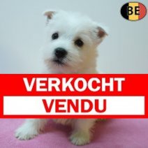 West Highland White Terrier 13-07-26 F(BE7503) 09-09-26 Verkocht - Vendu.jpg